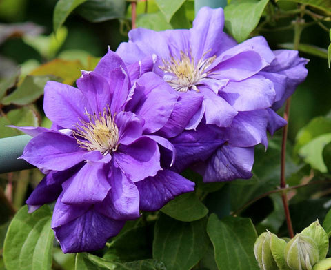 Clematis Franziska Maria, Large Flowered Clematis - Brushwood Nursery, Clematis Specialists