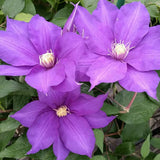 Clematis Frau Mikiko, Large Flowered Clematis - Brushwood Nursery, Clematis Specialists