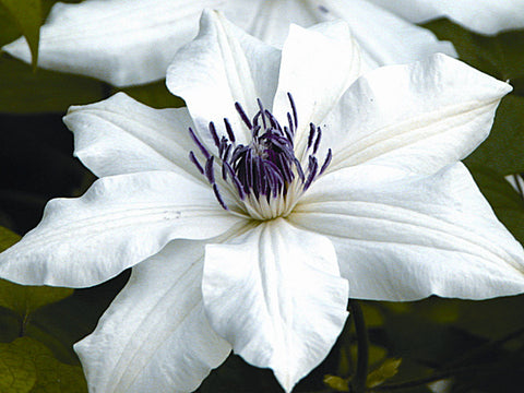 Clematis Vancouver Fragrant Star, Large Flowered Clematis - Brushwood Nursery, Clematis Specialists