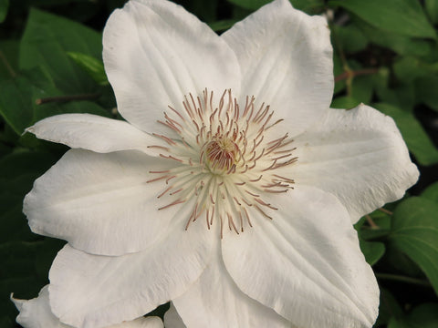 Clematis Fuyu-no-tabi, Large Flowered Clematis - Brushwood Nursery, Clematis Specialists
