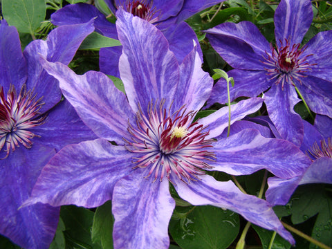 Clematis Galaxy, Large Flowered Clematis - Brushwood Nursery, Clematis Specialists