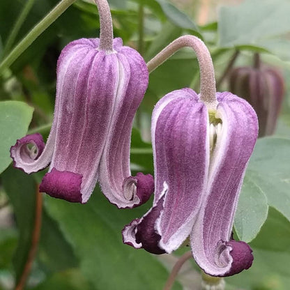 Clematis Genie Brannon