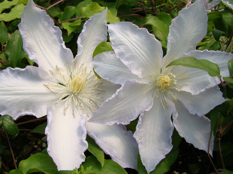 Clematis Gillian Blades, Large Flowered Clematis - Brushwood Nursery, Clematis Specialists