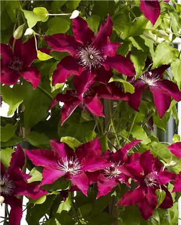 Clematis Gina, Large Flowered Clematis - Brushwood Nursery, Clematis Specialists