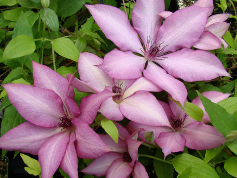Clematis Giselle, Large Flowered Clematis - Brushwood Nursery, Clematis Specialists