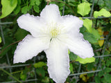 Clematis Gladys Picard, Large Flowered Clematis - Brushwood Nursery, Clematis Specialists