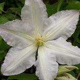 Clematis Gladys Picard, Large Flowered Clematis - Brushwood Nursery, Clematis Specialists