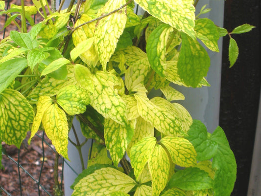 Clematis Golden Necklace, Small Flowered Clematis - Brushwood Nursery, Clematis Specialists
