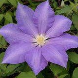 Clematis H F Young, Large Flowered Clematis - Brushwood Nursery, Clematis Specialists