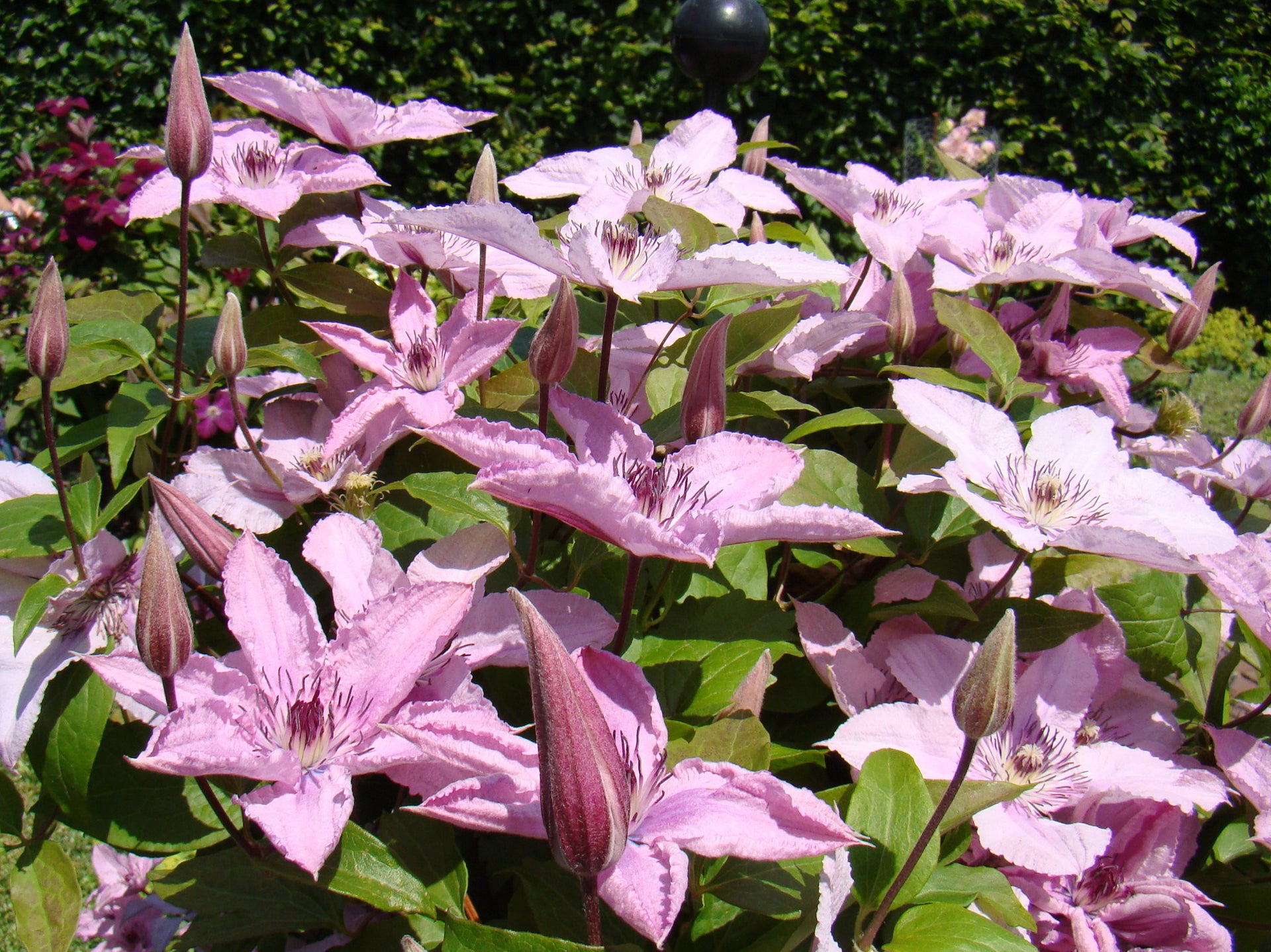 Clematis Hagley Hybrid