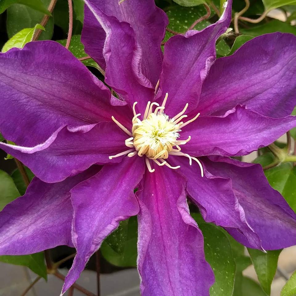Clematis Haku Ookan, Large Flowered Clematis - Brushwood Nursery, Clematis Specialists