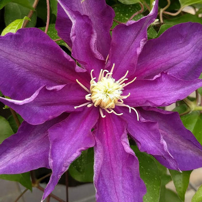 Clematis Haku Ookan, Large Flowered Clematis - Brushwood Nursery, Clematis Specialists
