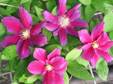 Clematis Hania, Large Flowered Clematis - Brushwood Nursery, Clematis Specialists