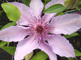 Clematis Harmony, Large Flowered Clematis - Brushwood Nursery, Clematis Specialists