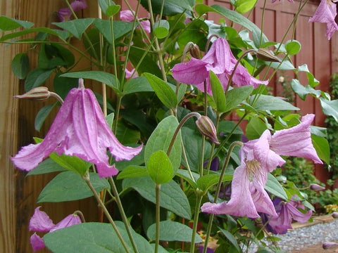 Clematis Heather Herschell, Small Flowered Clematis - Brushwood Nursery, Clematis Specialists