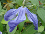 Clematis Hendersonii, Small Flowered Clematis - Brushwood Nursery, Clematis Specialists