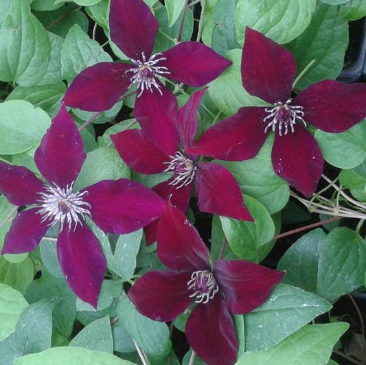 Clematis Hisako, Large Flowered Clematis - Brushwood Nursery, Clematis Specialists