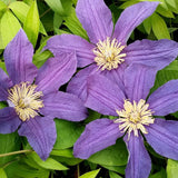 Clematis Hudson River, Small Flowered Clematis - Brushwood Nursery, Clematis Specialists