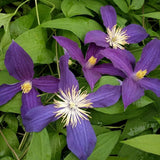Clematis Hudson River, Small Flowered Clematis - Brushwood Nursery, Clematis Specialists