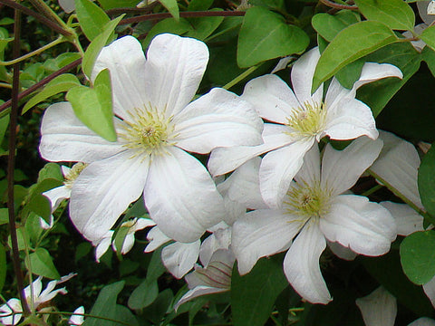 Clematis Huldine, Large Flowered Clematis - Brushwood Nursery, Clematis Specialists