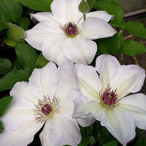 Clematis Ibi, Large Flowered Clematis - Brushwood Nursery, Clematis Specialists