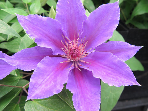 Clematis Ines, Large Flowered Clematis - Brushwood Nursery, Clematis Specialists