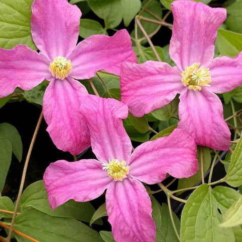 Clematis Inspiration, Non-Vining Clematis - Brushwood Nursery, Clematis Specialists