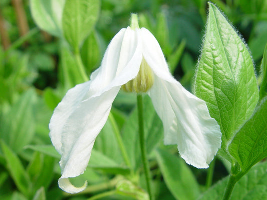 Clematis integrifolia Alba, Non-Vining Clematis - Brushwood Nursery, Clematis Specialists