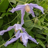 Clematis integrifolia, Non-Vining Clematis - Brushwood Nursery, Clematis Specialists
