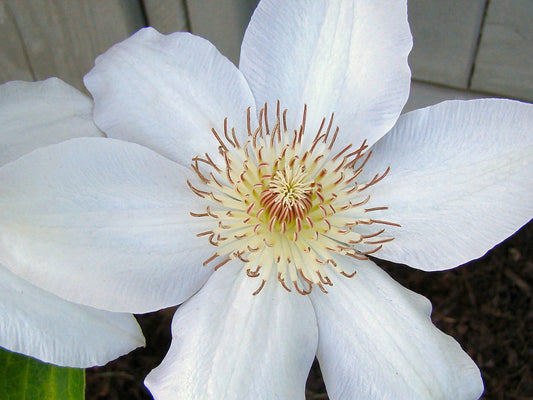 Clematis Jerzy Popieluszko, Large Flowered Clematis - Brushwood Nursery, Clematis Specialists