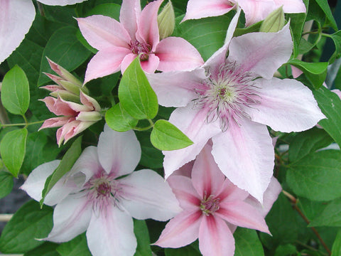 Clematis John Paul II, Large Flowered Clematis - Brushwood Nursery, Clematis Specialists