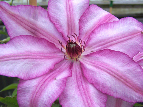Clematis John Warren, Large Flowered Clematis - Brushwood Nursery, Clematis Specialists