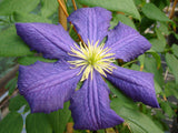 Clematis Jorma, Large Flowered Clematis - Brushwood Nursery, Clematis Specialists