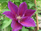 Clematis Julka, Large Flowered Clematis - Brushwood Nursery, Clematis Specialists