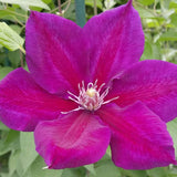 Clematis Julka, Large Flowered Clematis - Brushwood Nursery, Clematis Specialists