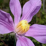 Clematis Juuli, Small Flowered Clematis - Brushwood Nursery, Clematis Specialists