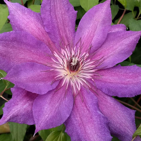 Clematis Kathleen Dunford, Large Flowered Clematis - Brushwood Nursery, Clematis Specialists