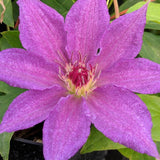 Clematis Kathleen Dunford, Large Flowered Clematis - Brushwood Nursery, Clematis Specialists