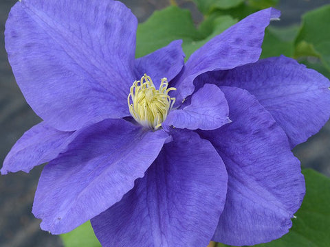 Clematis Kingfisher, Large Flowered Clematis - Brushwood Nursery, Clematis Specialists