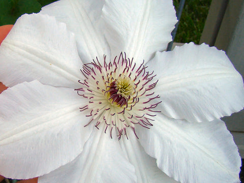 Clematis Krolowa Jadwiga, Large Flowered Clematis - Brushwood Nursery, Clematis Specialists