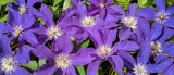 Clematis Lady Northcliffe, Large Flowered Clematis - Brushwood Nursery, Clematis Specialists