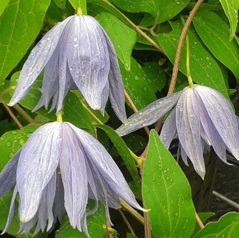 Clematis Lagoon, Small Flowered Clematis - Brushwood Nursery, Clematis Specialists
