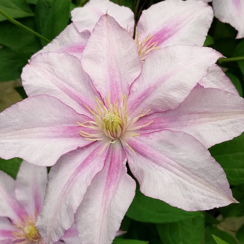 Clematis Lasting Love, Large Flowered Clematis - Brushwood Nursery, Clematis Specialists