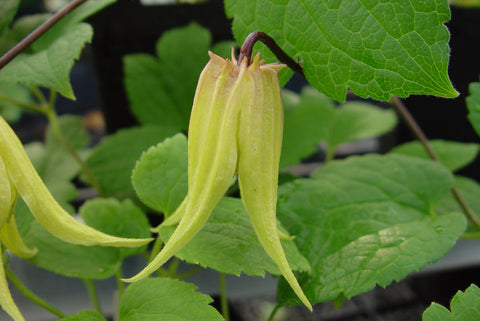 Clematis Lemon Bells, Small Flowered Clematis - Brushwood Nursery, Clematis Specialists