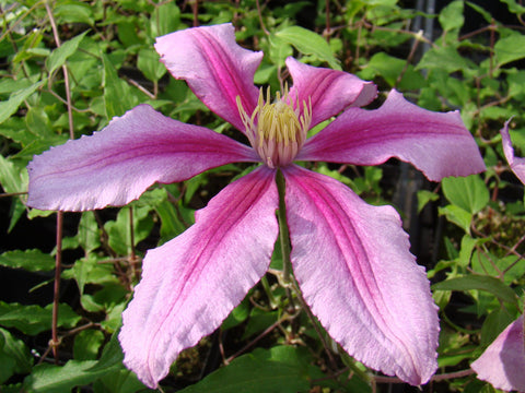 Clematis Liberation, Large Flowered Clematis - Brushwood Nursery, Clematis Specialists