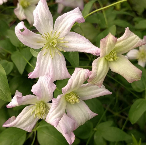 Clematis Little Nell, Small Flowered Clematis - Brushwood Nursery, Clematis Specialists