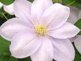 Clematis Louise Rowe, Large Flowered Clematis - Brushwood Nursery, Clematis Specialists