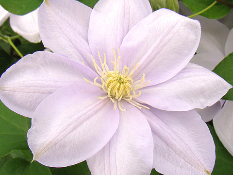 Clematis Louise Rowe, Large Flowered Clematis - Brushwood Nursery, Clematis Specialists