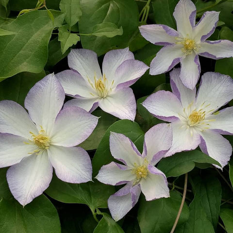 Clematis Lucky Charm, Large Flowered Clematis - Brushwood Nursery, Clematis Specialists