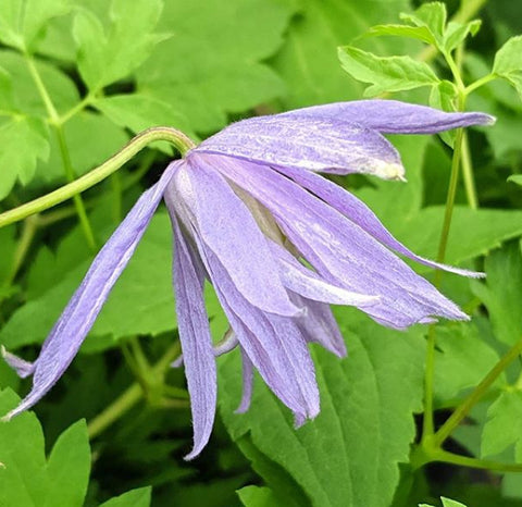 Clematis macropetala Maidwell Hall, Small Flowered Clematis - Brushwood Nursery, Clematis Specialists